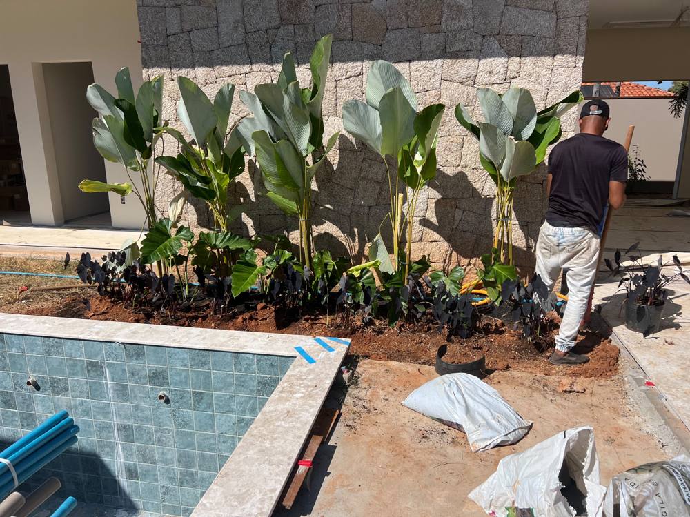 Calateias e colocásias-negras plantadas junto a um muro de pedra