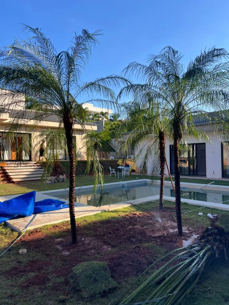 Palmeiras-fênix plantadas ao redor da piscina