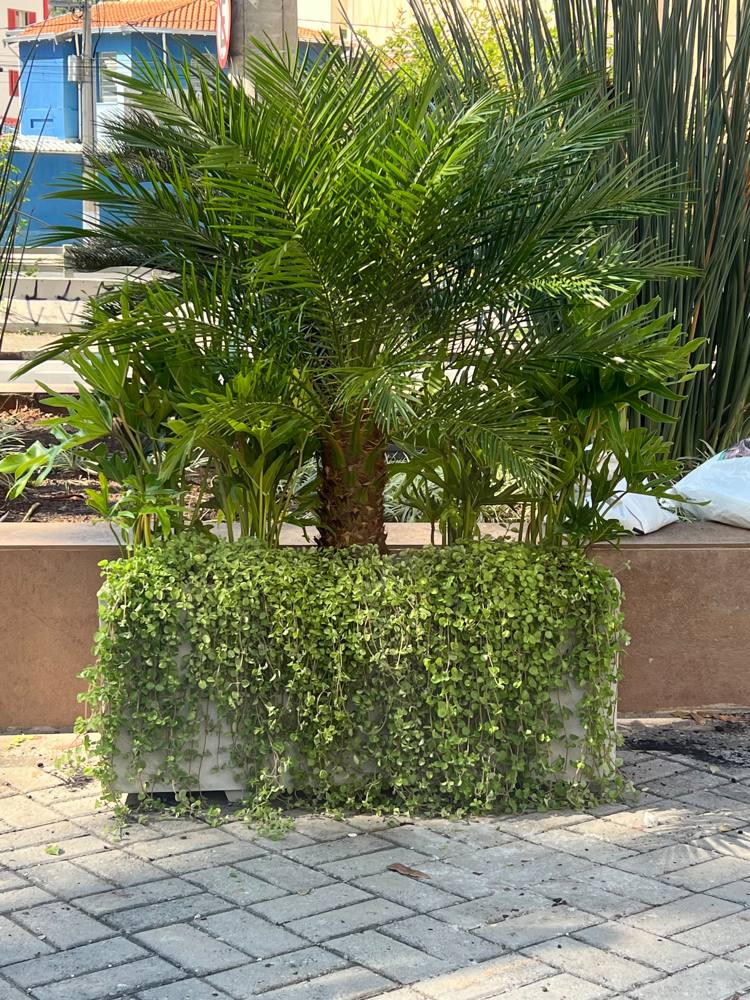 Floreira de concreto com palmeira e plantas pendentes
