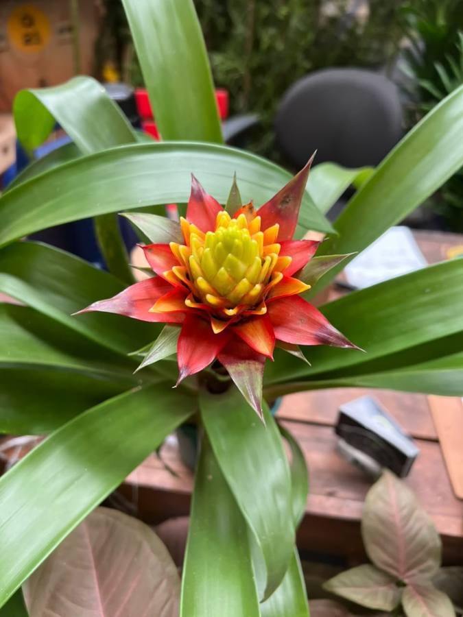 Bromélia guzmânia com flor laranja e amarela