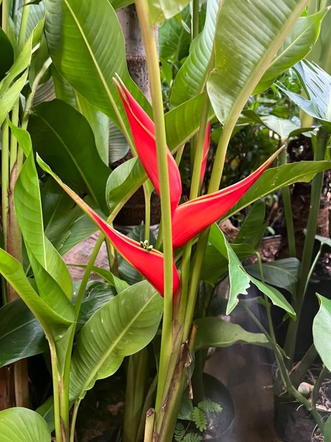 Helicônia de flor vermelha pendente