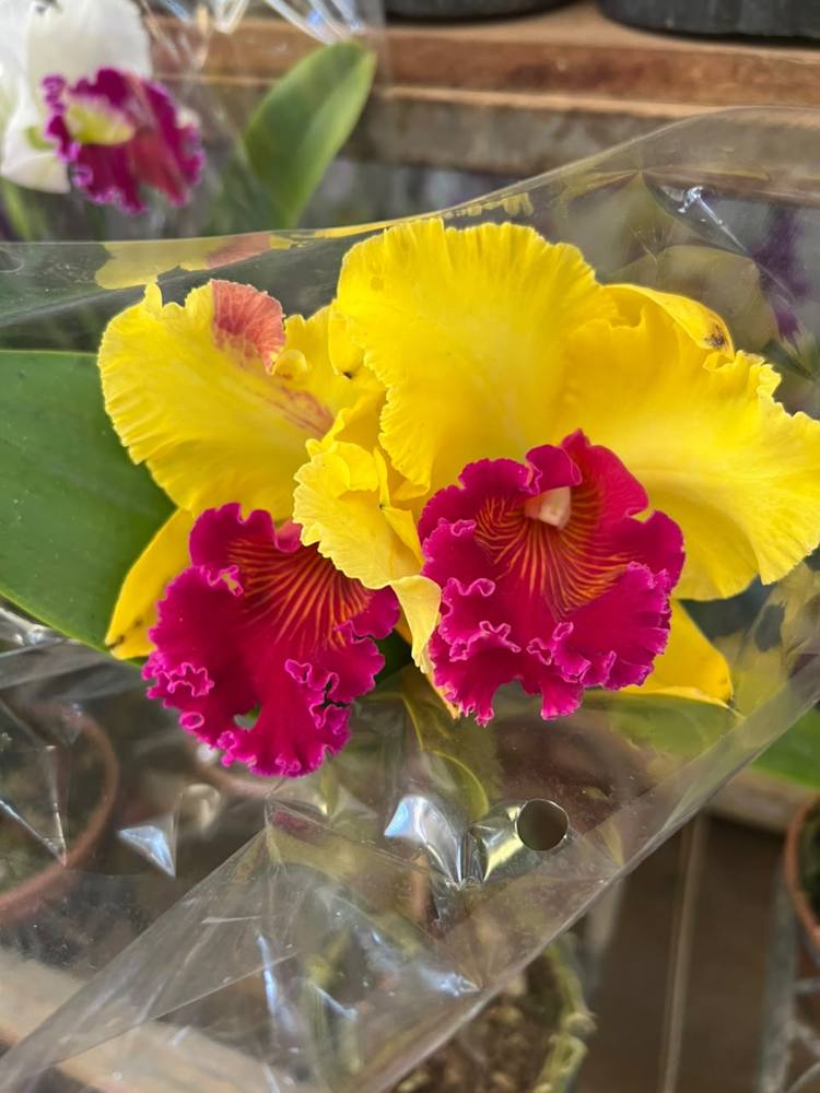 Orquídea amarela com labelo magenta