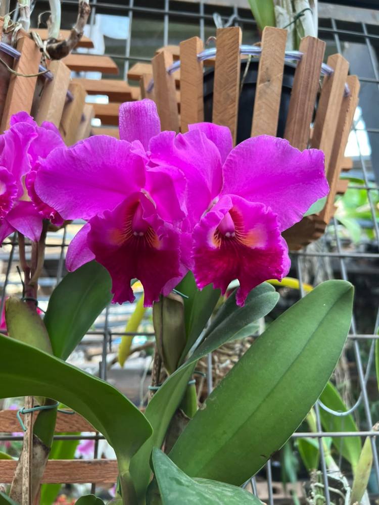 Orquídea magenta