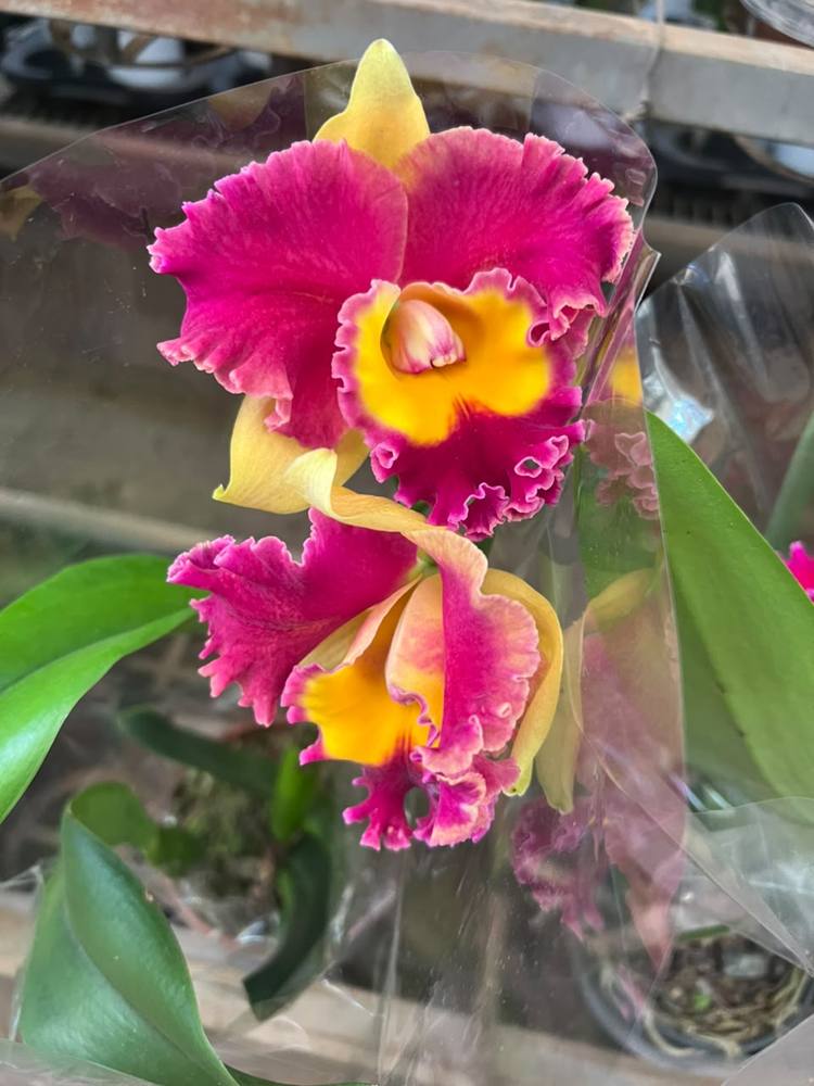 Orquídea rosa com centro amarelo
