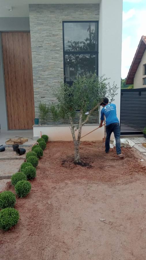 Jardineiro da GF plantando uma oliveira em frente a fachada de pedra