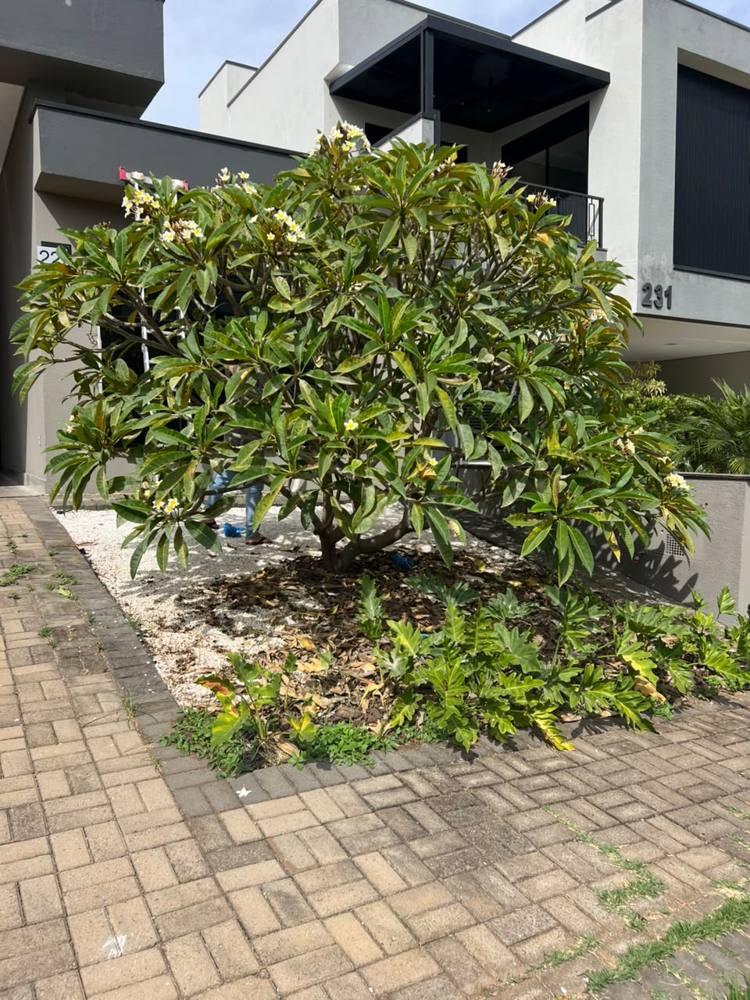 Canteiro com jasmim-manga florido em frente a casa