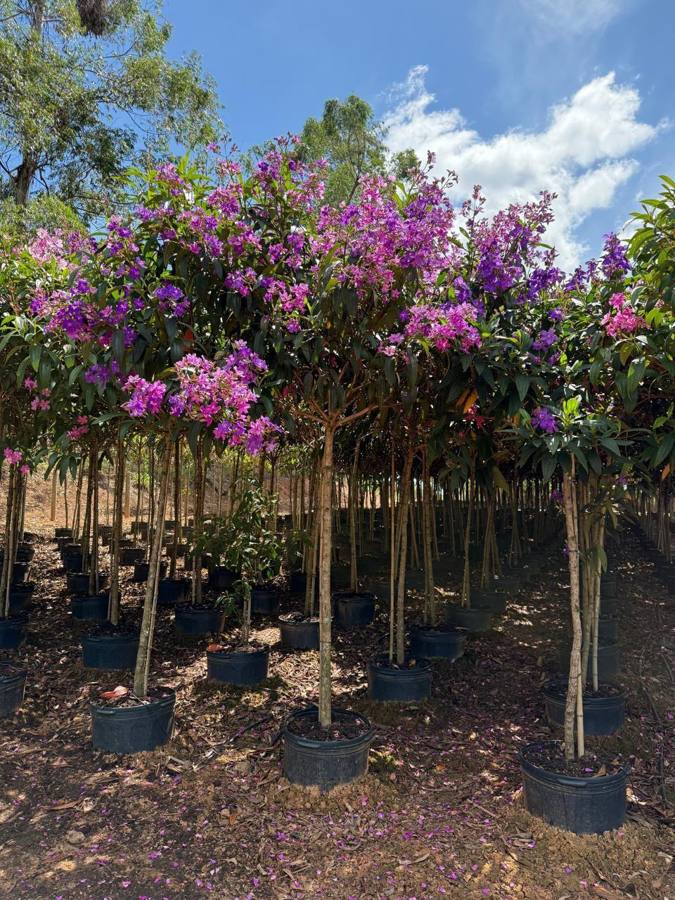 Quaresmeiras floridas em vasos no viveiro