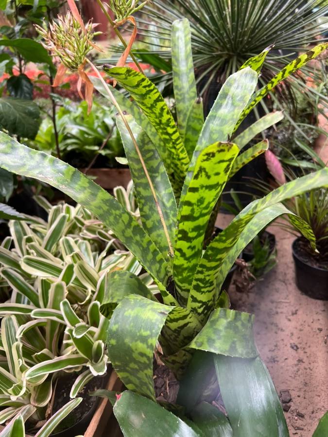 Bromélia de folhas listradas